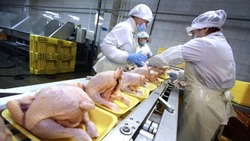 Ставропольские производители экспортировали за рубеж 25,8 тыс. тонн курятины