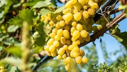 Плантации виноградников расширили на Ставрополье на 116 га