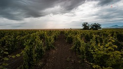 В Петровском округе появятся новые виноградники