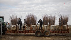 Ставрополье направило 100 тыс. саженцев яблонь в Индию