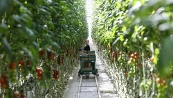 Весь объём финансирования довели до овощеводов Ставрополья 