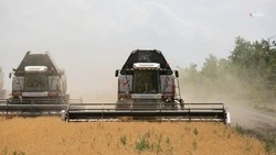 Наибольшие площади возделывания озимого ячменя находятся в Петровском округе