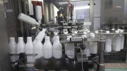 На Ставрополье выросло производство молока на 13%