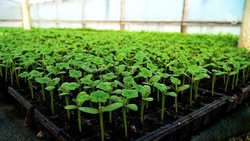 Объёмы высадки овощей защищённого грунта на Ставрополье стали больше в десять раз 