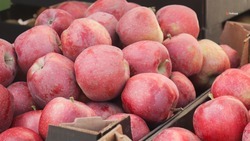 Более 23 тыс. тонн яблок реализовали из ставропольских плодохранилищ 