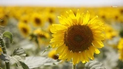 Уборка подсолнечника стартовала на Ставрополье