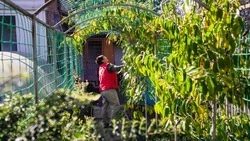 Ставропольские фермеры продолжат получать господдержку 