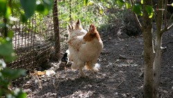 Экспорт мяса птицы нарастили на Ставрополье на 25%