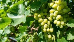 Аграрии Ставрополья уже собрали более 28 тысяч тонн винограда