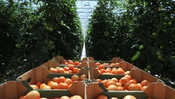 В ставропольских теплицах произвели более 62 тыс. тонн томатов