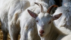 Ставрополец получил девять лет колонии за убийство при продаже козы