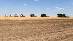 План по уборке гороха выполнили в Петровском округе на 80%