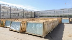 Теплицу площадью в 41 га построили на Ставрополье
