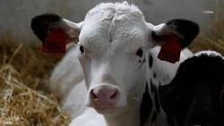 Ставрополье в 2,5 раза увеличило экспорт молочной продукции