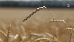 Свыше 38 тыс. га полей обработали от саранчи на Ставрополье