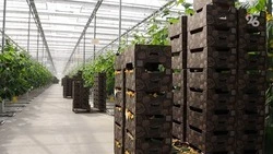 Производителям тепличных овощей на Ставрополье в 2,8 раза увеличили господдержку