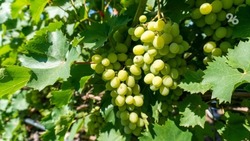 Увеличивать площади виноградников планируют на Ставрополье