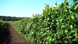 В Петровском округе готовят к весне укрывные виноградники 
