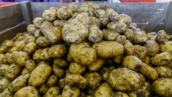 Свыше 100 тыс. тонн картофеля собрали на Ставрополье