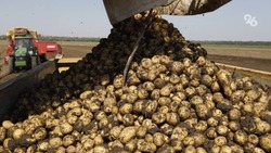 Ставропольские аграрии уже собрали около 100 тысяч тонн картофеля