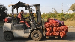 Уборка овощей открытого грунта завершилась на Ставрополье 