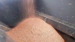 Многодетная мама из Безопасного разводит цыплят-бройлеров благодаря соцконтракту