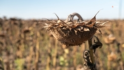 На Ставрополье полностью убрали подсолнечник