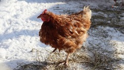  Птичий грипп выявили у животных в Апанасенковском округе