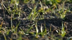 Более 120 тыс. тонн удобрений заготовили на Ставрополье 