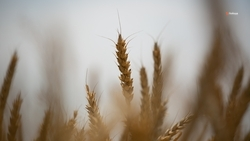 На проекты по мелиорации на Ставрополье в 2025 году направлено 1,4 млрд рублей