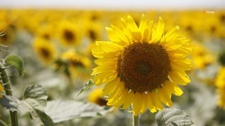 Аграрии Петровского округа приступили к уборке подсолнечника раньше срока