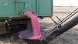Яровые культуры заняли более 900 тыс. га ставропольских полей
