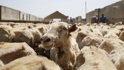 Овцеводы Ставрополья ждут 360 тыс. ягнят от окотной кампании 2026 года