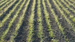 Аграрии Ставрополья приступили к севу яровых на площади 1 млн га - губернатор