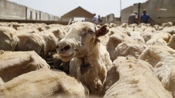 На Ставрополье на 55 тыс. нарастят поголовье овец