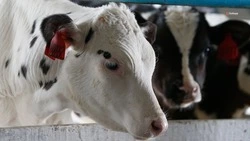 Минсельхоз Ставрополья: зимовка скота проходит штатно