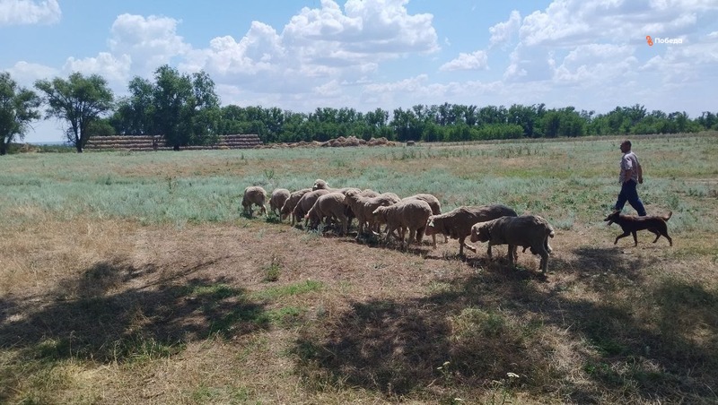 Породистые овцы могут представить Ставрополье на международной выставке