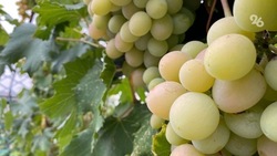 Поддержка виноградарства вырастет вдвое в 2023 году на Ставрополье