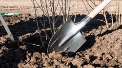 Ставропольские яблони высадили в ДНР