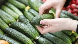 Производство тепличных овощей нарастили на 20% на Ставрополье