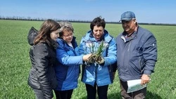 В Петровском округе обследовали состояние посевов озимого клина