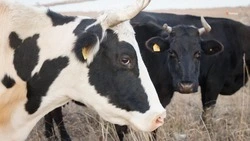Аграрии Ставрополья нарастили производство продукции животноводства 
