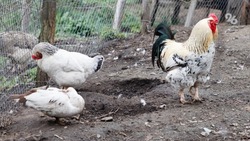 Ставрополье начало экспортировать мясо птицы на Ближний Восток