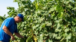 Обрезка виноградников прошла на Ставрополье на 739 га
