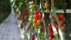 Ставрополье входит в тройку лидеров страны по производству тепличных овощей