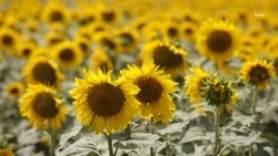Ставропольские производители масложировой продукции нарастили экспорт
