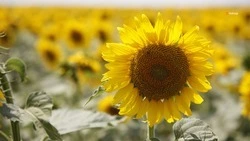 Ставропольское подсолнечное масло экспортируют в 12 стран мира