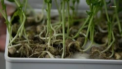 Ставропольские аграрии запасли более 3,7 млн единиц рассады ранних овощей
