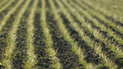 Механизмы фитомелиорации применяют на Ставрополье для сохранения почвы