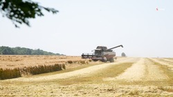 На Ставрополье собрали зерновые с 286,3 тыс. га полей 